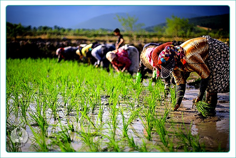 Il miglior riso al mondo è prodotto in Iran